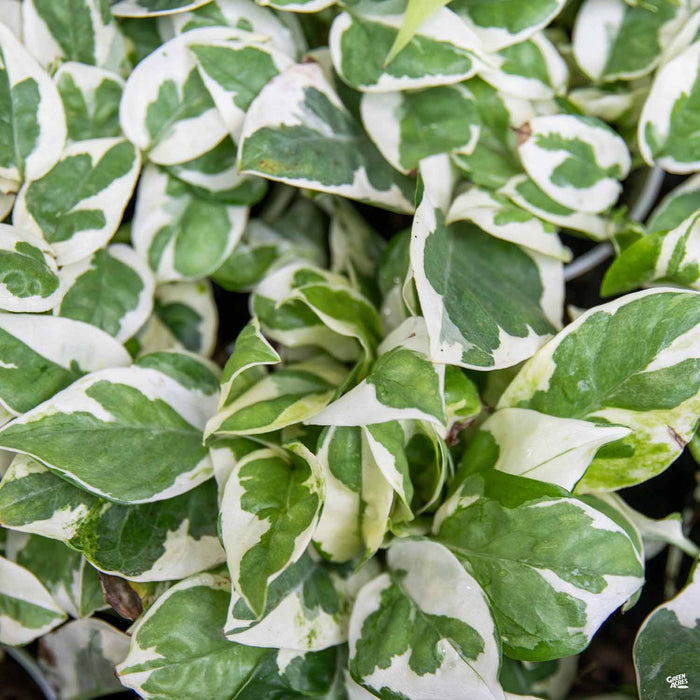 Pothos 'NJoy'