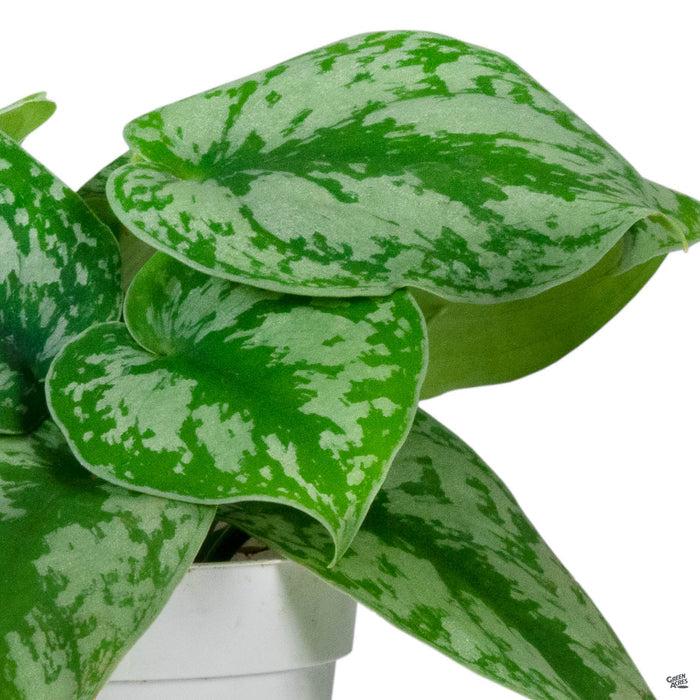 Pothos Silver Splash