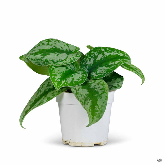 Pothos 'Silver Splash' 4 inch