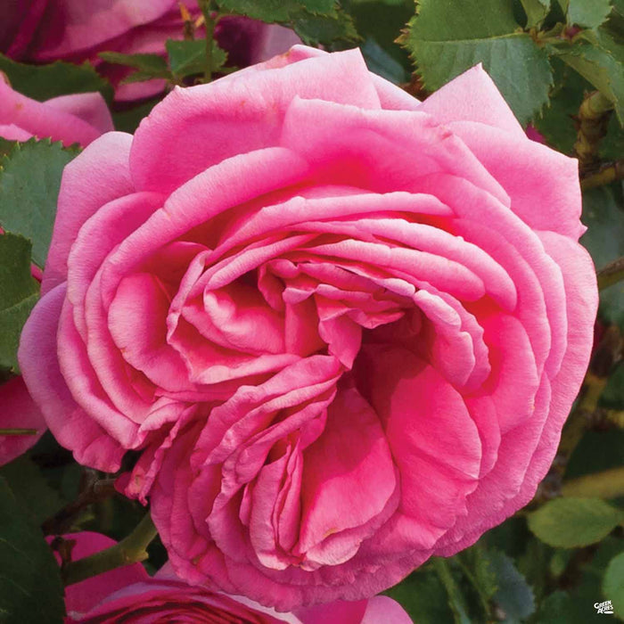 Pretty In Pink Eden Climbing Rose