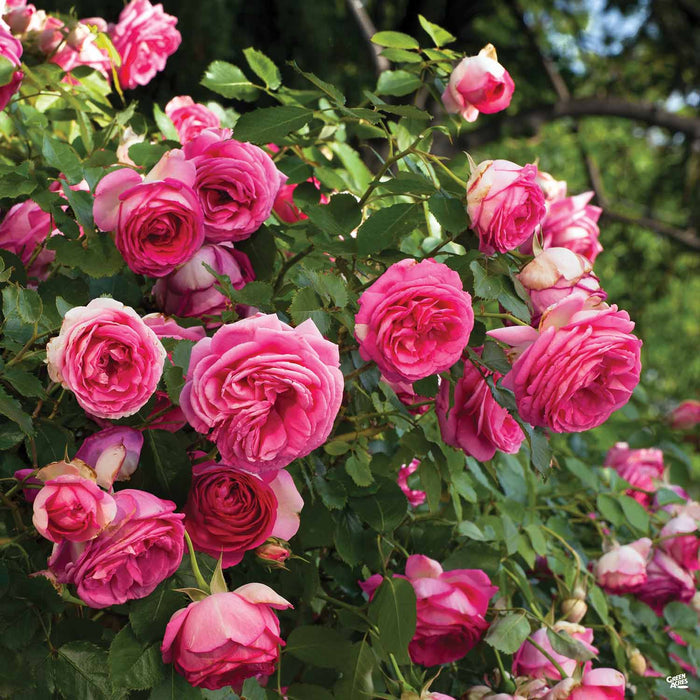 Pretty In Pink Eden Climbing Rose