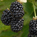 Blackberry 'Prime Ark'