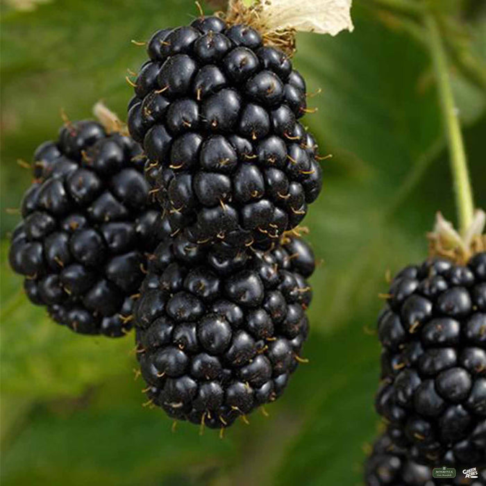 Blackberry 'Prime Ark'