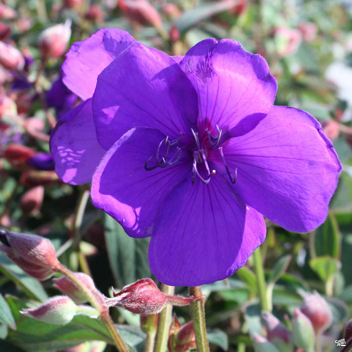 Princess Flower