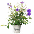 Princess Flower 2 gallon