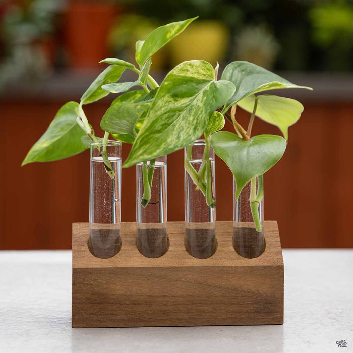 Propogration Kit with Wood Base