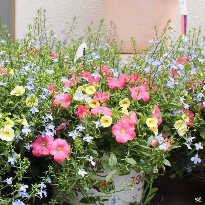 Bermuda Skies Combo Pot