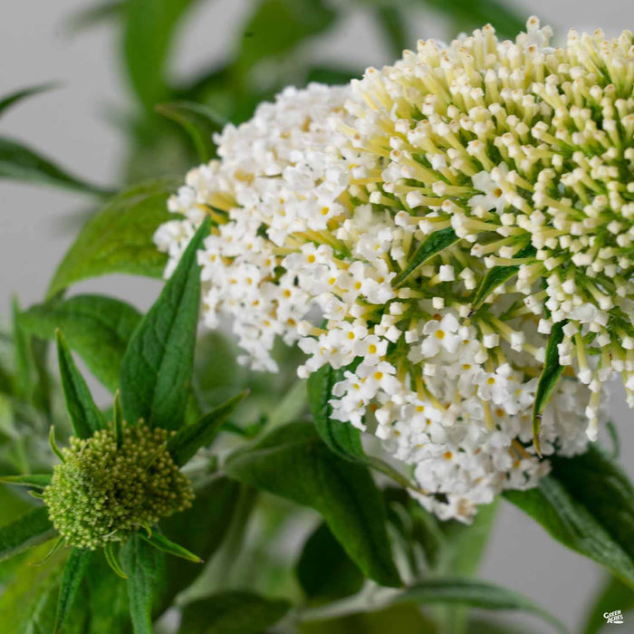 Butterfly Bush 'Pugster' White
