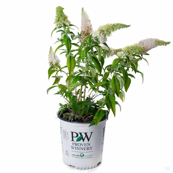 Butterfly Bush 'Pugster' White 02T