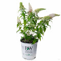 Butterfly Bush 'Pugster' White 02T