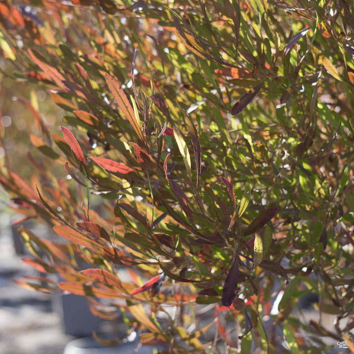 Dodonaea purpurea
