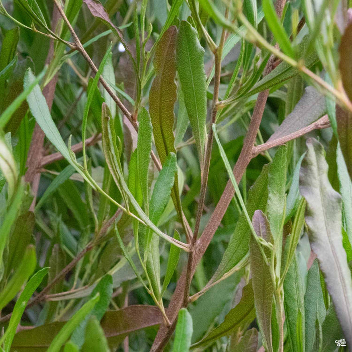 Purple Hopseed