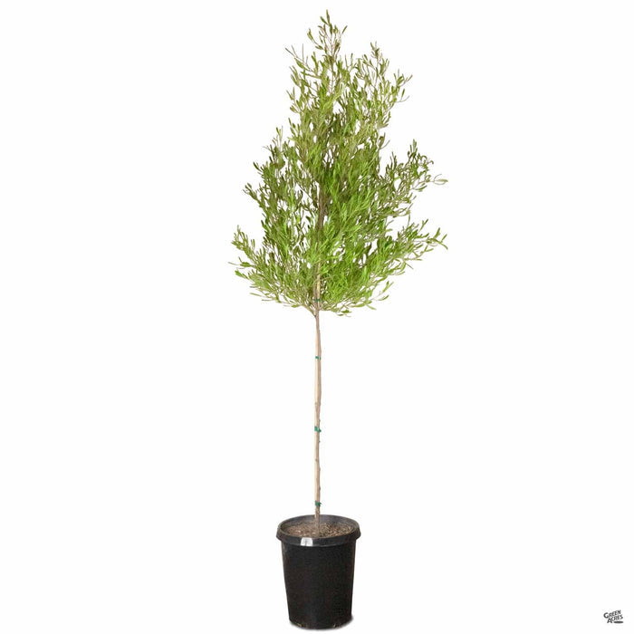 Purple Hopseed Standard Trunk 15 gallon