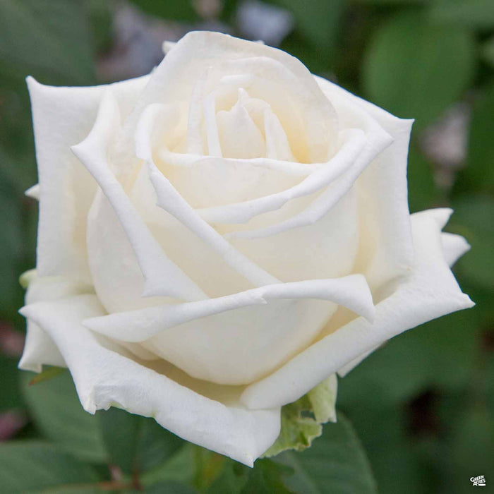 Queen Mary 2 Hybrid Tea Rose