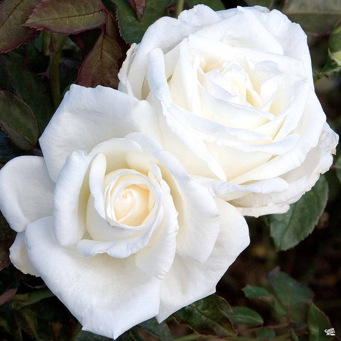 Queen Mary 2 Hybrid Tea Rose