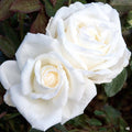 Queen Mary 2 Hybrid Tea Rose