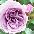 Quicksilver Arborose Climbing Rose