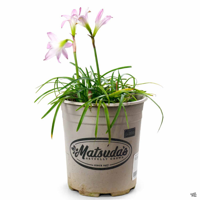 Rain Lily La Buffa Rosa 1 gallon