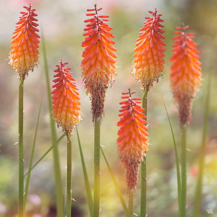 Red Hot Poker 'Flamenco'