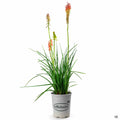 Red Hot Poker 'Flamenco' 1 gallon