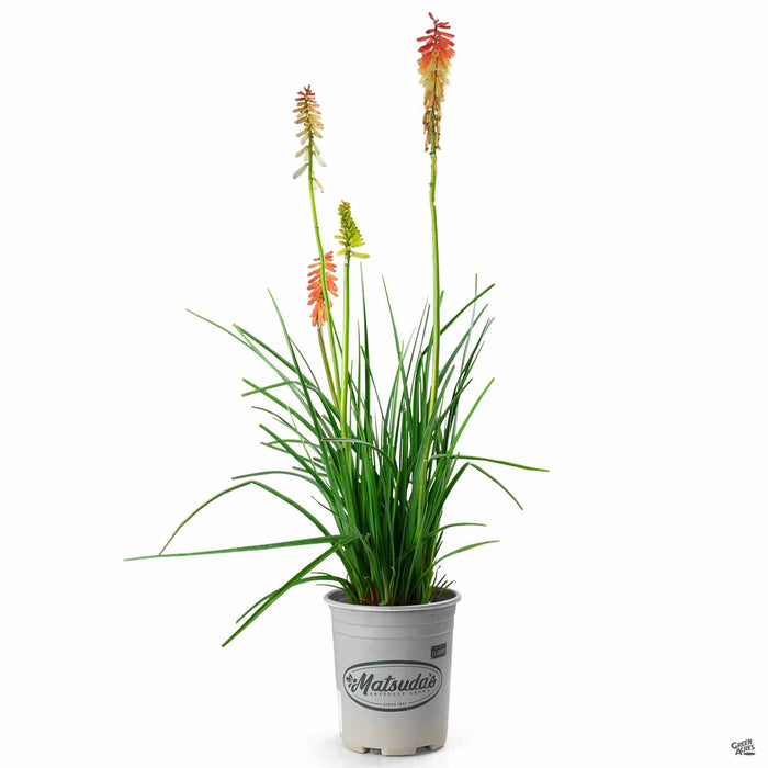 Red Hot Poker 'Flamenco' 1 gallon