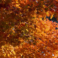 Fall colors of Red Maple 'October Glory'