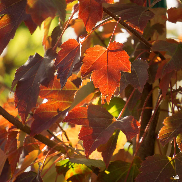 Fall colors of Red Maple 'October Glory'