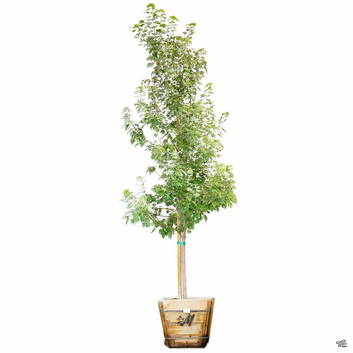 Red Maple 'October Glory' 24 inch box