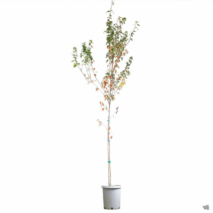 Red Maple 'Red Sunset' 15 gal