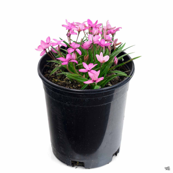 Pink Rhodohypoxis 1 gallon