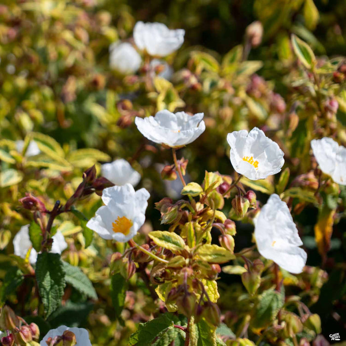 Rockrose ‘Little Miss Sunshine’