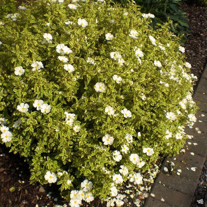 Rockrose ‘Little Miss Sunshine’