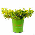Rockrose ‘Little Miss Sunshine’ 1 gallon Sunset