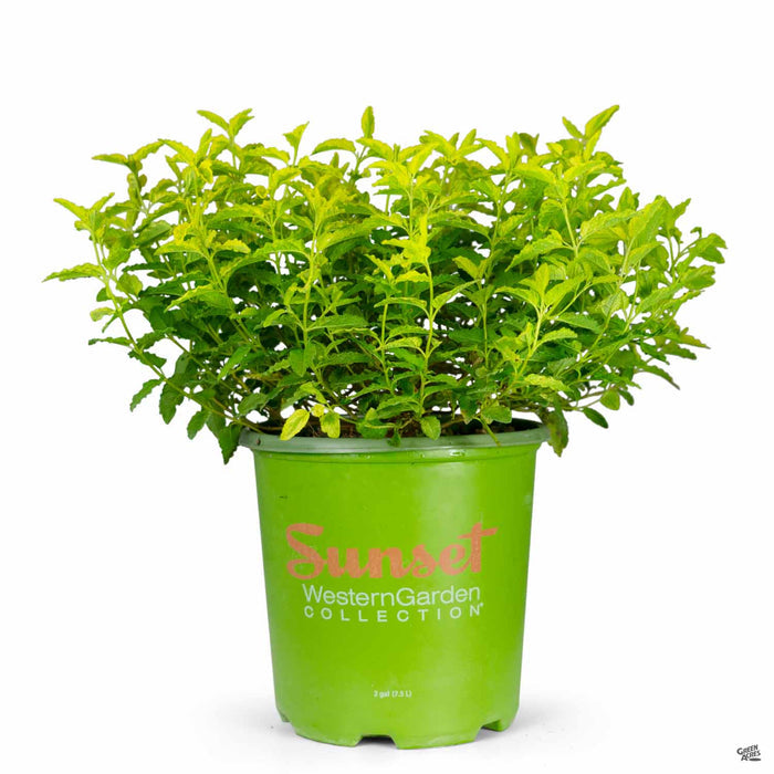 Rockrose ‘Little Miss Sunshine’ 2 gallon Sunset