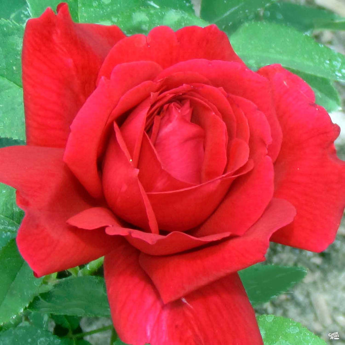 'Chrysler Imperial' Hybrid Tea Rose