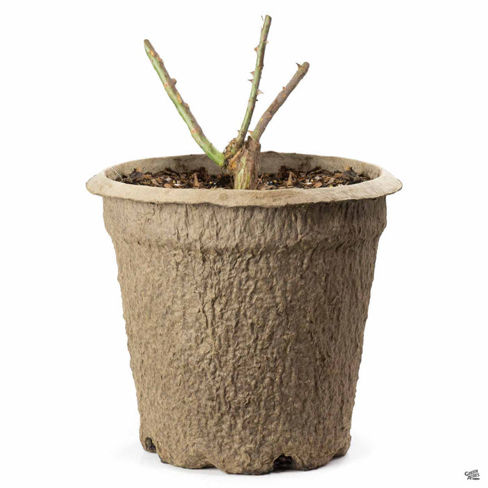 Non-Patent Rose 10 inch Fiber Pot