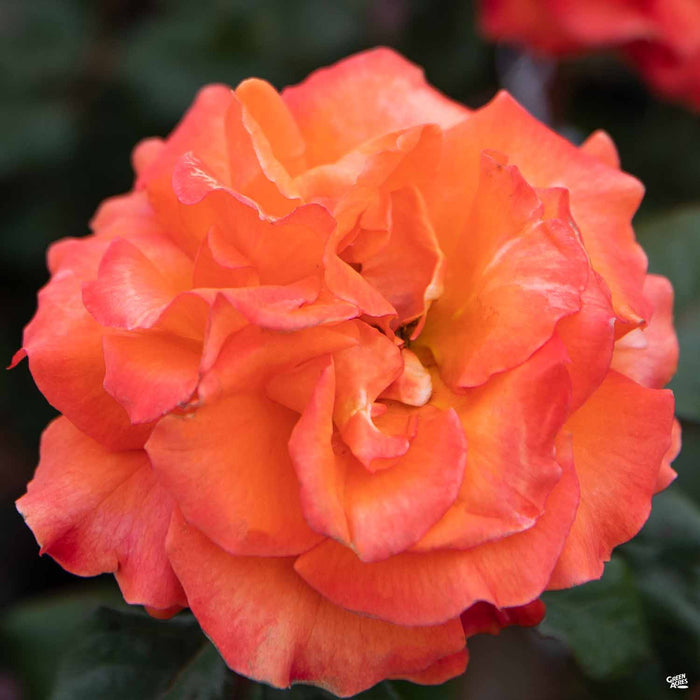 Gingersnap Rose
