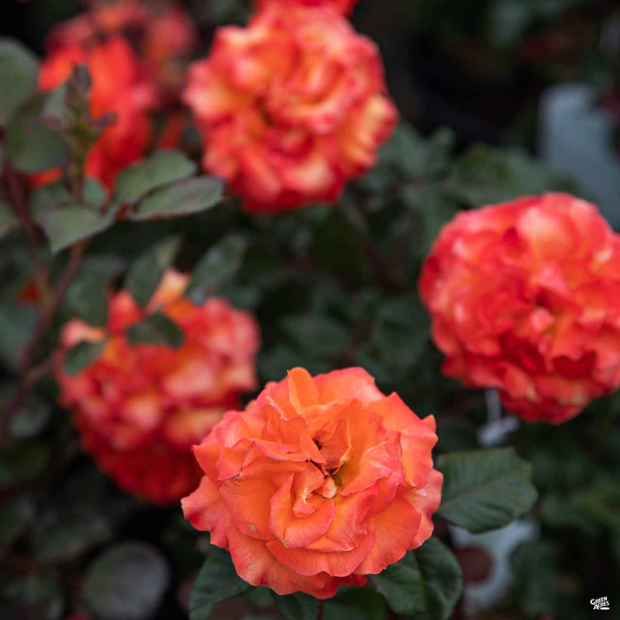 Gingersnap Rose