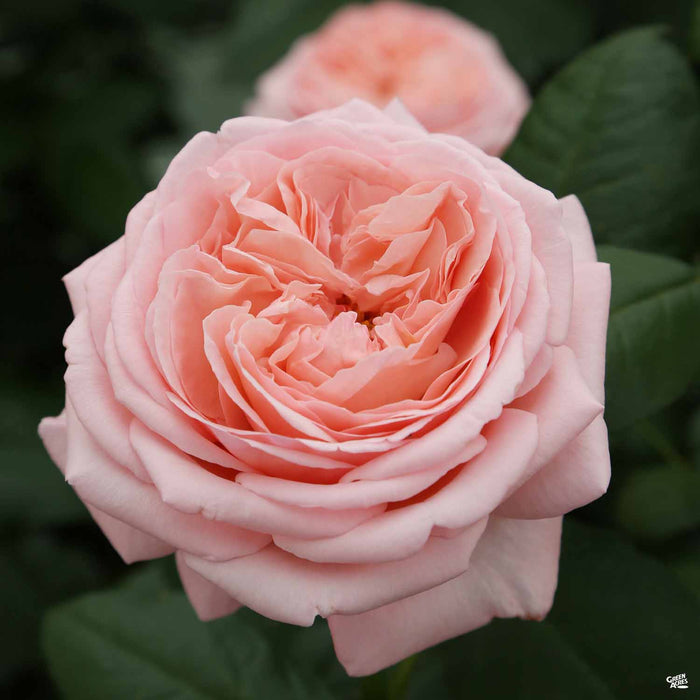 Rose Martha Stewart
