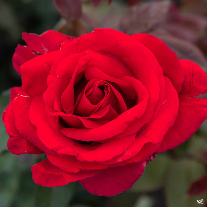 Mr Lincoln Hybrid Tea Rose