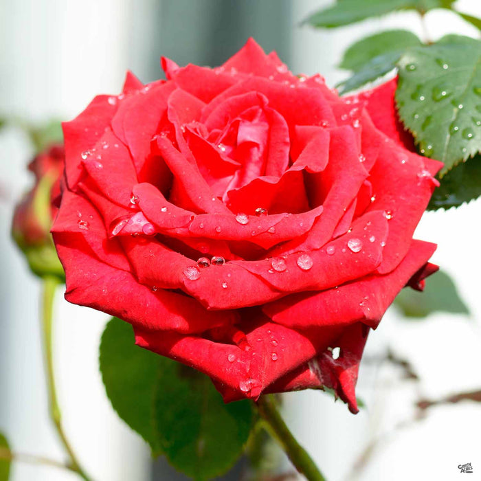'Mr Lincoln' Hybrid Tea Rose