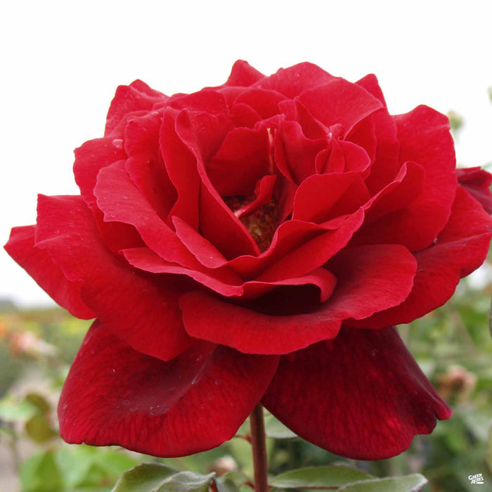 'Mr Lincoln' Hybrid Tea Rose