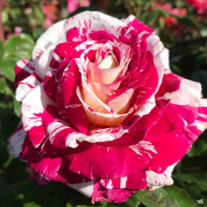 'Neil Diamond' Hybrid Tea Rose
