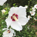 Rose of Sharon 'Red Heart'