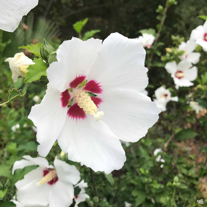 Rose of Sharon 'Red Heart'