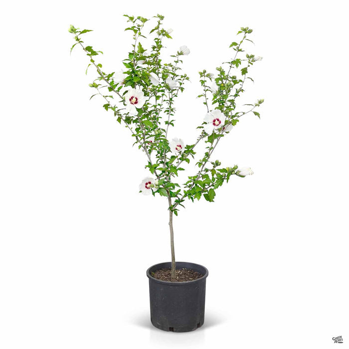 Rose of Sharon Red Heart 7 gallon Patio Tree