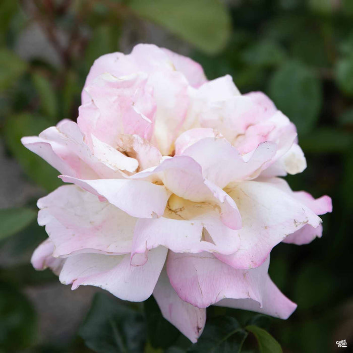Peace Hybrid Tea Rose