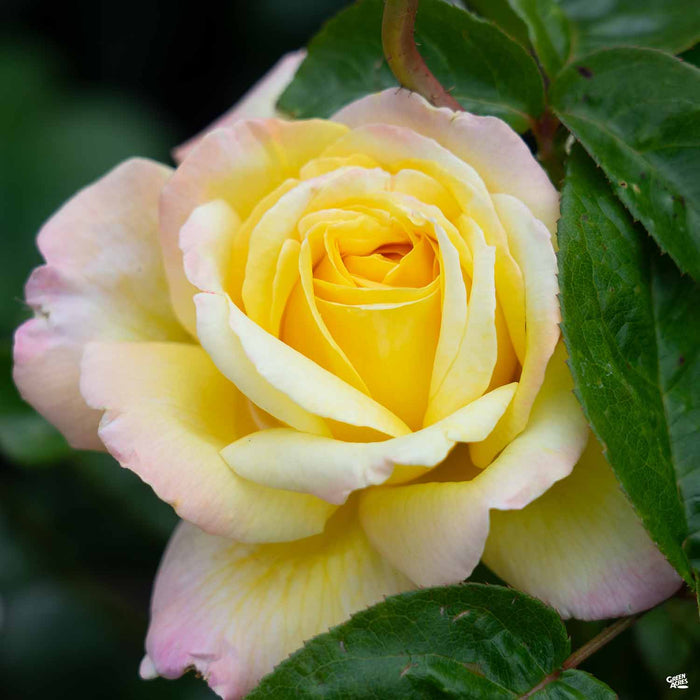 'Peace' Rose