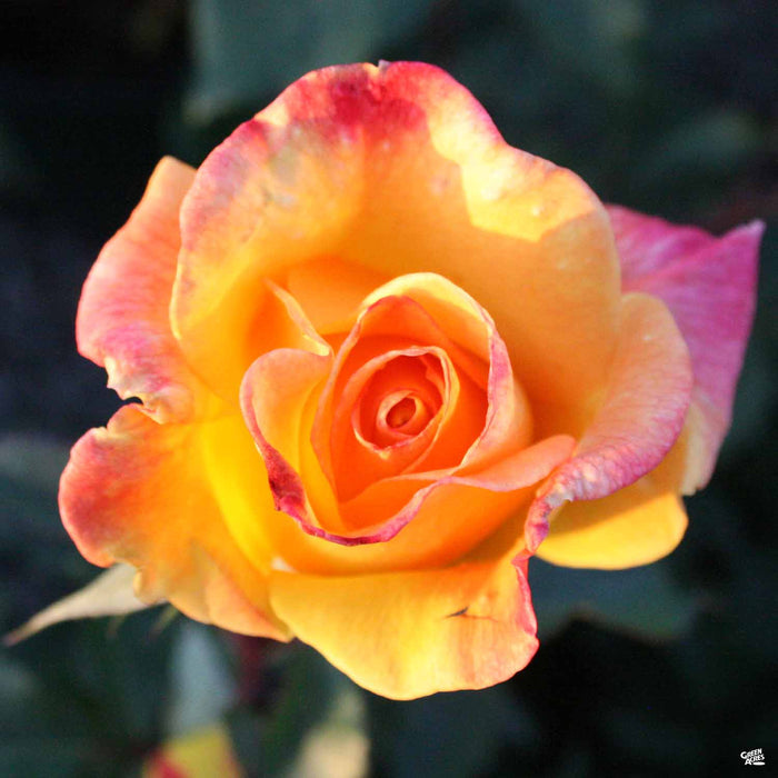 'Rio Samba' Rose