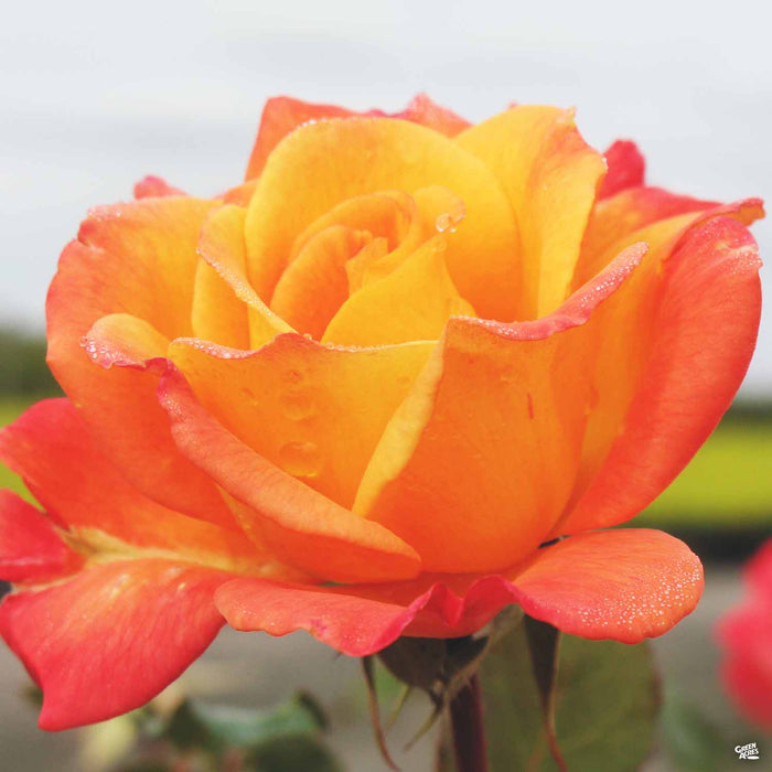 Rio Samba Rose